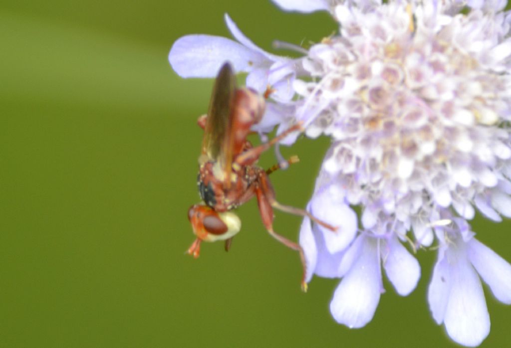 Myopa sp.,  Conopidae